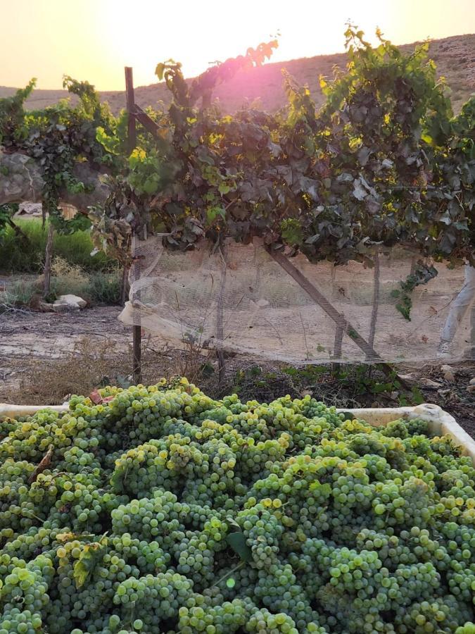 Carmey Avdat Farm Midreshet Ben Gurion Dış mekan fotoğraf