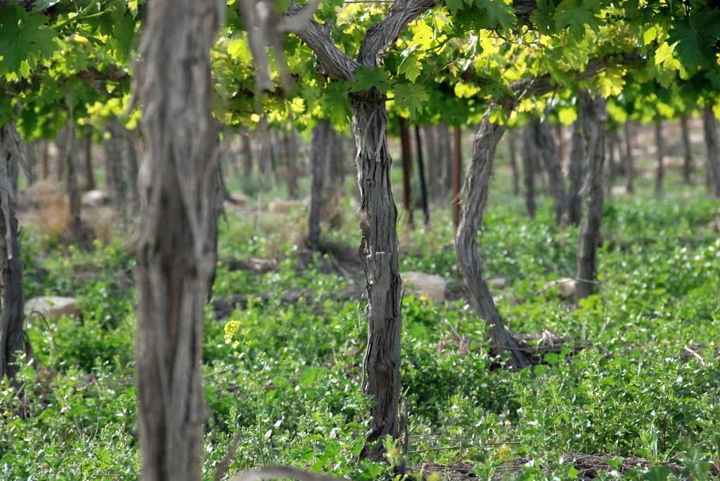 Carmey Avdat Farm Midreshet Ben Gurion Dış mekan fotoğraf